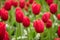 Blooming red tulips, selective focus, shallow depth of field