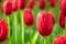 Blooming red tulips, selective focus, shallow depth of field