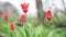 Blooming red tulips in the spring. Field colorful beautiful tulips closeup on buds.