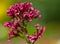 Blooming Red Valerian flower and close up photography.