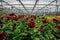 Blooming red violets grown in modern greenhouse, selective focus