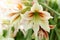 Blooming Red White Hippeastrum, Amaryllis Flowers in the Garden