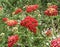 Blooming red yarrow flowers on a background of green grass. Floral spring or summer background, copy space