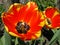 Blooming red with yellow stripes Darwin tulips close-up