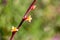 Blooming Red Yucca