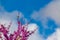 Blooming redbud  tree under the blue sky