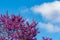 Blooming redbud  tree under the blue sky