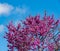 Blooming redbud tree under the blue sky