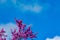 Blooming redbud  tree under the blue sky