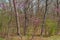 Blooming redbud trees in the forest