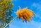 Blooming reed with blue sky