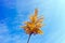 Blooming reed with blue sky