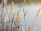 Blooming reed inflorescences on the banks of a river or lake. Soft light