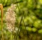 Blooming reed (Phragmites) in bright sunshine against an intentionally blurred green background