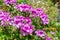 Blooming Regal Pelargonium with pink flowers. It`s an evergreen bushy perennial originally from South Africa