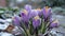 Blooming Resilience: Crocuses Defying Winter\\\'s Chill