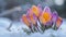 Blooming Resilience: Crocuses Defying Winter\\\'s Chill