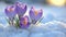 Blooming Resilience: Crocuses Defying Winter\\\'s Chill