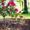 Blooming rhododendron