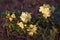 Blooming Rhododendron aureum. Tundra plants.