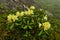 Blooming Rhododendron aureum wildflowers on a foggy day in Siberian mountains near Baikal lake