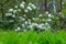 Blooming rhododendron bushes