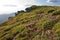 Blooming rhododendron in the Carpathians