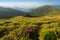 Blooming rhododendron in the Carpathians