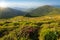 Blooming rhododendron in the Carpathians