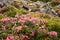 Blooming rhododendron in the Carpathians