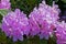 Blooming rhododendron flowers in pink