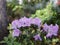 Blooming Rhododendron with light purple flowers in a garden