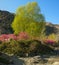 Blooming rhododendron in mountains