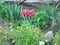 Blooming rhododendron of red color.