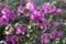 Blooming Rhododendron shrub with dozens purple flowers