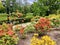 Blooming rhododendrons in a beautiful city park