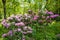 Blooming rhododendrons in the garden