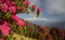 Blooming Rhododendrons in Himalayas