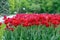 blooming ripe bright red buds tulips in the park garden in summer on a green background, selective focus, spring summer mood