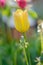 blooming ripe bright yellow tulip flower bud in the park garden in summer on a green background, selective focus, close-up, spring