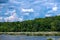 Blooming Rocky Shoal Spider Lilies on the Catawba River