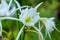 Blooming Rocky Shoal Spider Lily macro view
