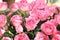 Blooming romantic fresh pink roses