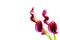 Blooming romantic pairs of classic pink calla lilies on white background