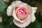Blooming rosa `Eden`