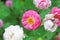 Blooming Rosa multiflora
