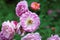 Blooming Rosa multiflora