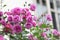 Blooming rosa multiflora