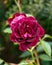 Blooming Rosa Purple Burgundy Ice English Rose Bush in summer garden