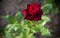 A blooming rose of Black Magic variety on a blurry natural background.